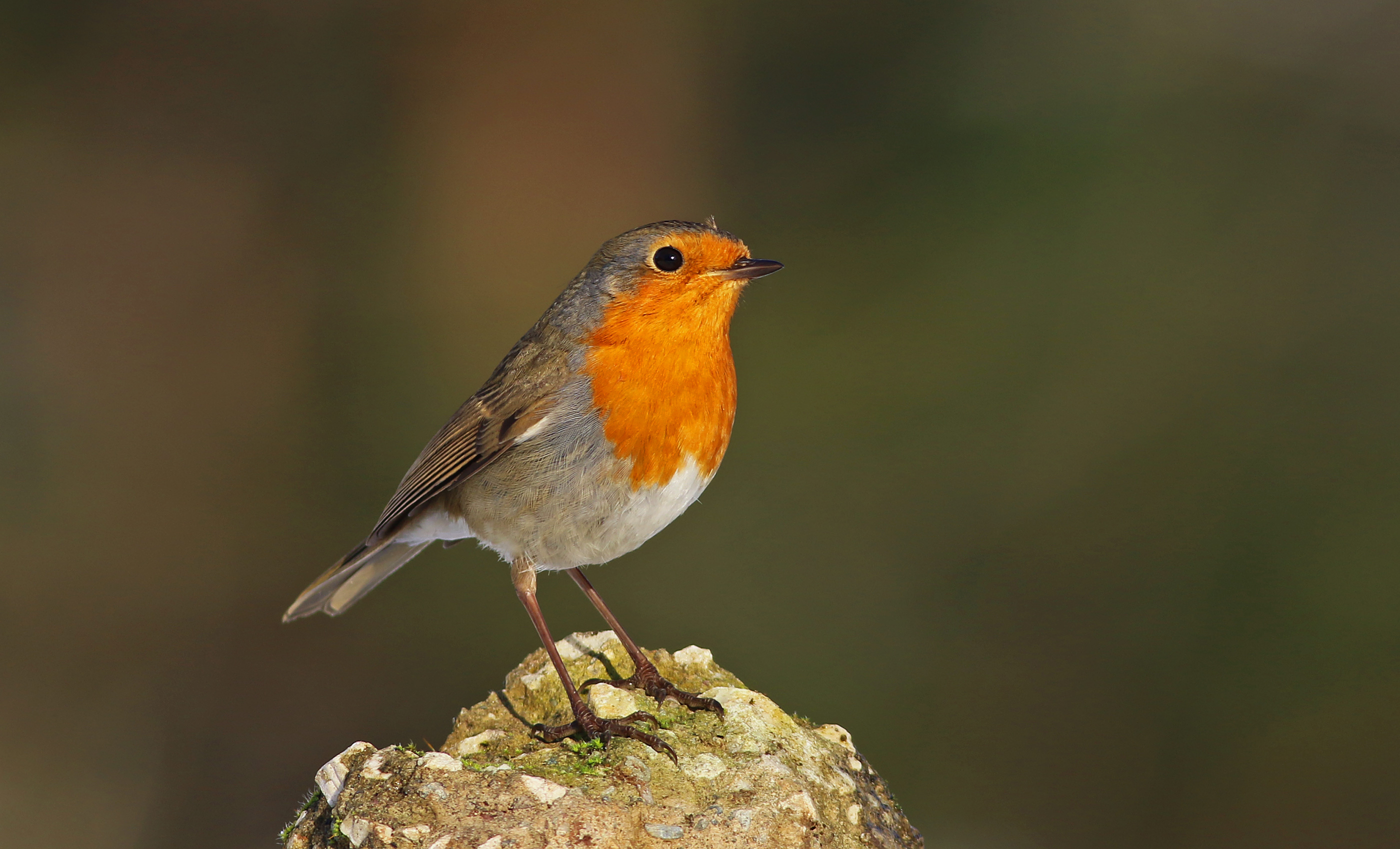 European Robin